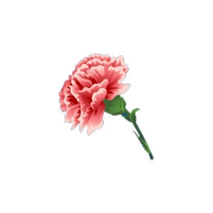 Floating Carnation